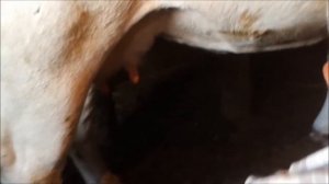 Мастит.  Травма вымени у коров.  Что делать.