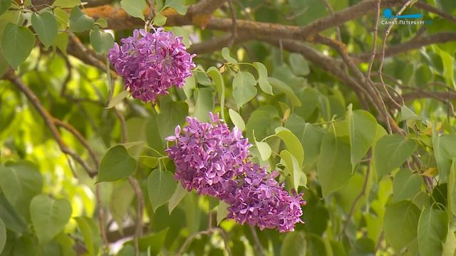Фестиваль «Сиреневый променад» в Павловском парке смотреть онлайн