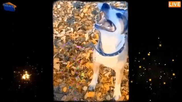 Весёлая собачка "САМБА" смотреть онлайн