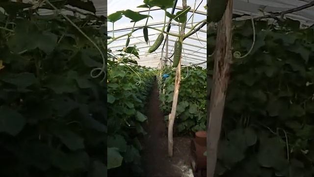 Огурци Меренга смотреть онлайн