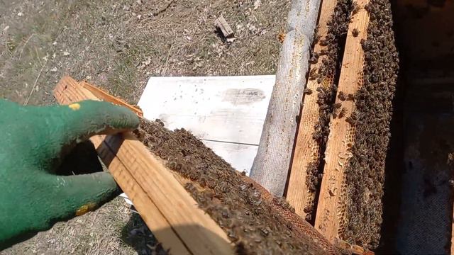 матки сыпят по два яйца в соту 26 марта смотреть онлайн