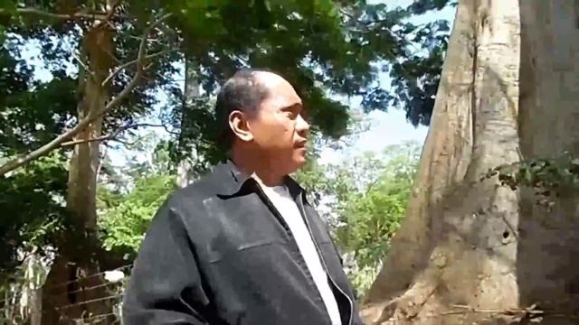 Giant Trees in Lombok Island INDONESIA смотреть онлайн