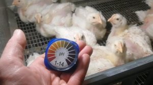 Как правильно давать молочную кислоту бройлерам.