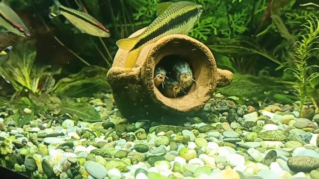 Мраморные боции в новом доме смотреть онлайн