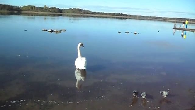 SDC12271 смотреть онлайн