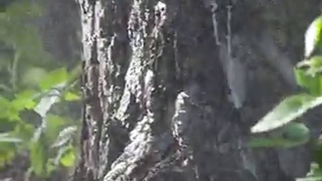 slow motion 240 fps картофельная пушка смотреть онлайн