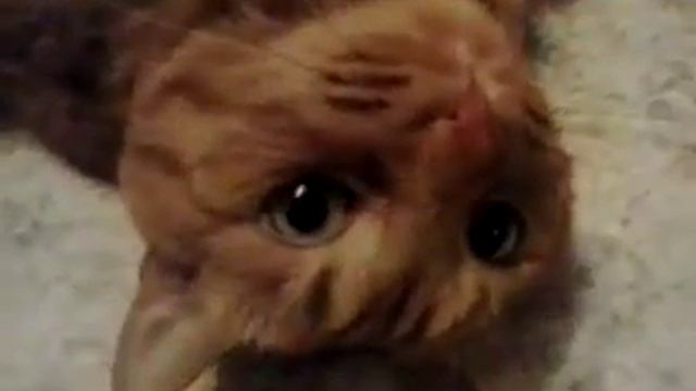 Рыжий душка самый лучший кот федя смотреть онлайн