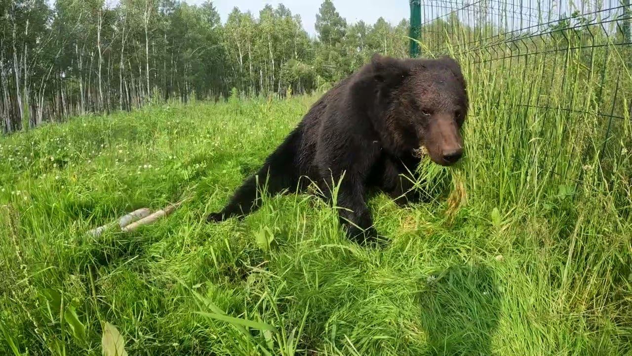 Буржуй вегетарианец. смотреть онлайн