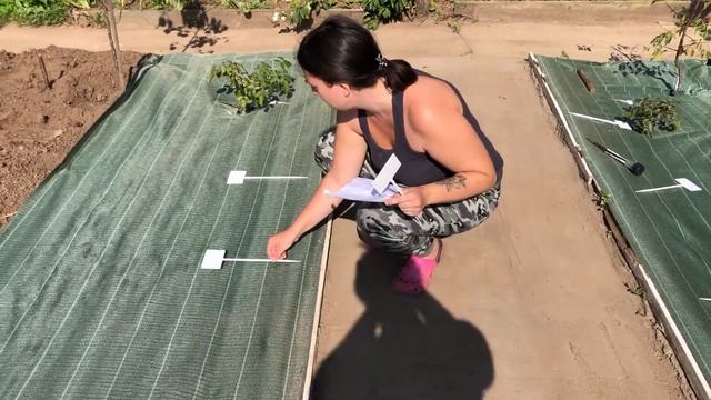 Осенняя посадка РОЗ | Строим розарий-3 | Дачный ВЛОГ смотреть онлайн