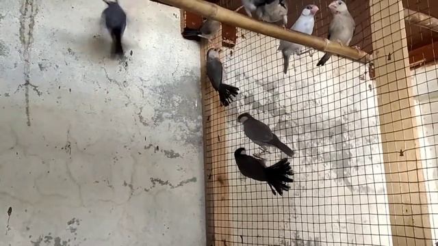 New entry 2 pairs Exhibition and java breeding progress смотреть онлайн