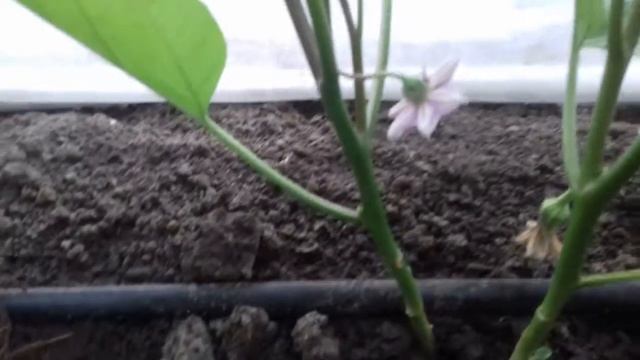 Формируем баклажаны,убираем пасынки. смотреть онлайн