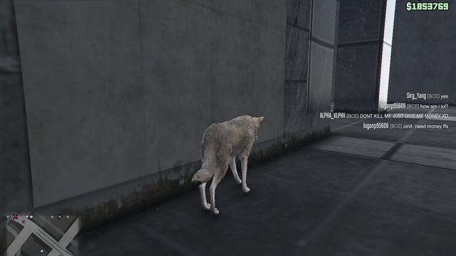 Grand Theft Auto V.mp4 Безумие мошенников смотреть онлайн
