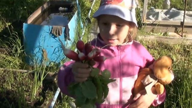 Первый урожай. Наша дача. И моя помощница Диана. смотреть онлайн