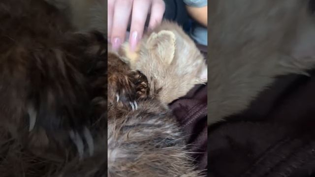 Куница начала отогреваться, шерсть подсыхать #куница #охота #лес #спасение #соболь #жизнь смотреть онлайн