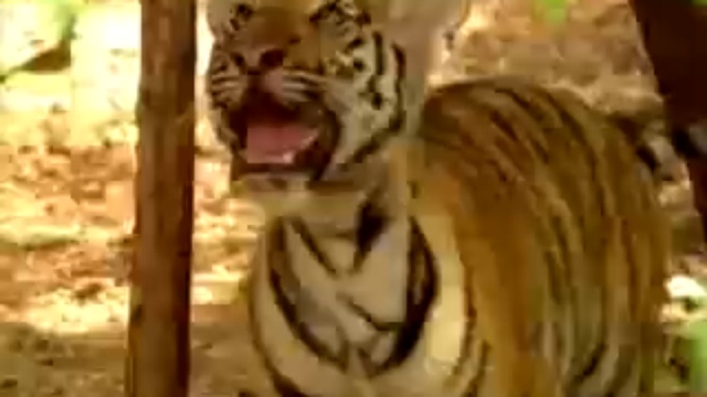 Бандарлог и шерханчики смотреть онлайн