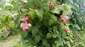 Малина Глен Ампл