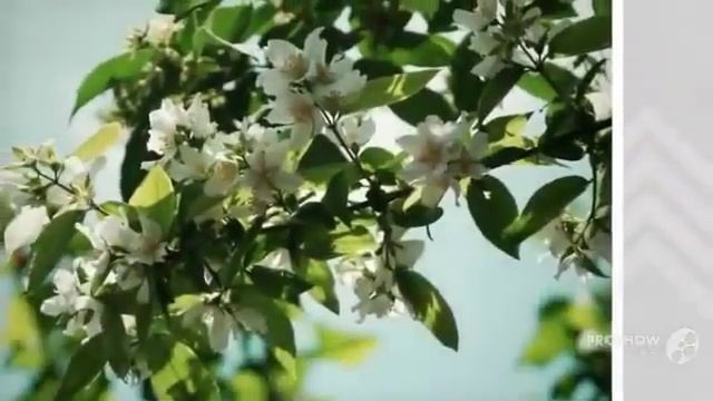 Цветы Жасмин (Jasmine flower) смотреть онлайн