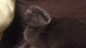 Злой кот Грю шипит рычит и хрюкает на чёрную кошку