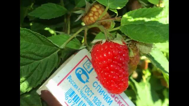 Malina Jagoda Новые сорта малины - это просто чудо !