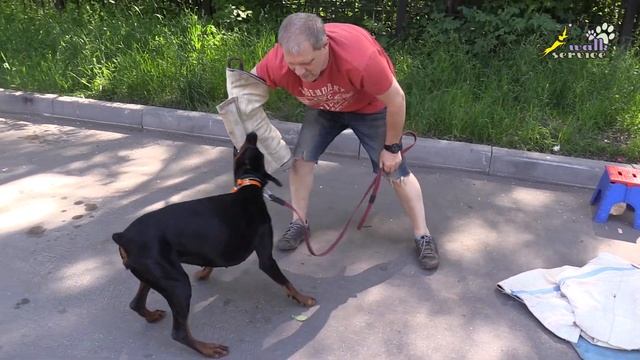 Переодевание рукава на две разные точки для хватки, доберман Тильда смотреть онлайн