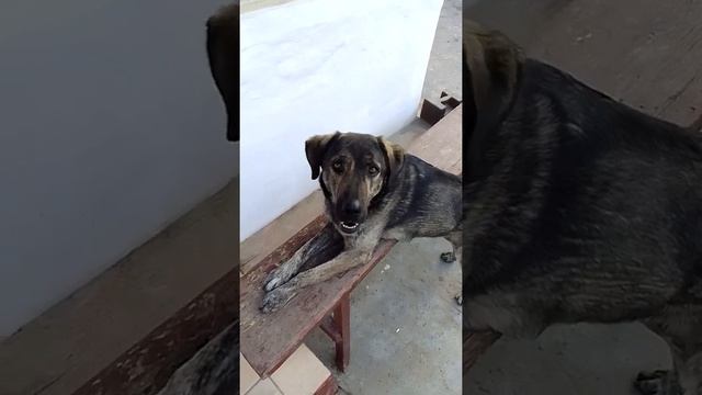 Собака учиться говорить.