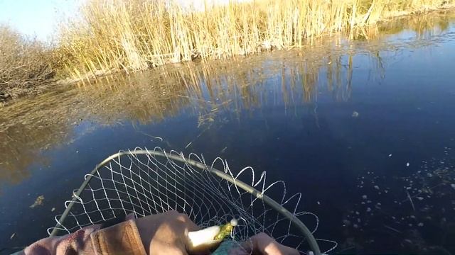 Осенний Налим , рыбалка на Ишиме . смотреть онлайн