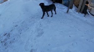 Где я купил дешевый двигатель Лифан 20 л.с для своей самоделки.