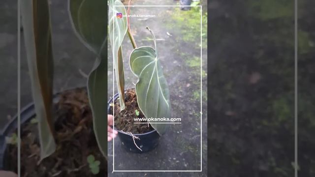 philodendron melanochrysum #houseplants #plants #philodendron смотреть онлайн