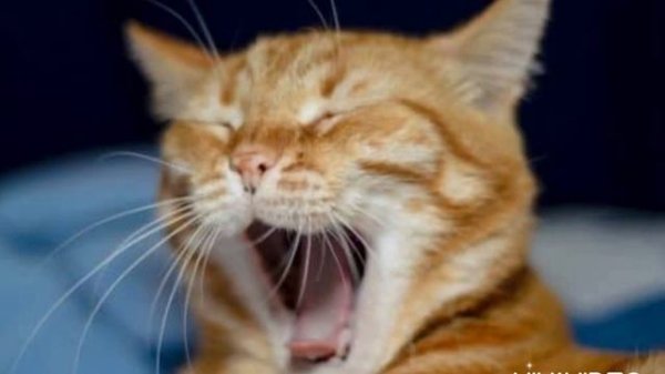 Кот зовет кошку. Звук кота. Voice cat. Sound cat. Sound kitten