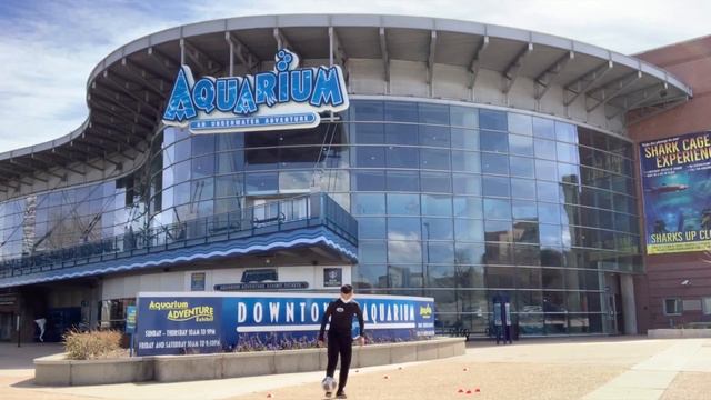 #spreadpositivity with ⚽️ - Denver Aquarium смотреть онлайн