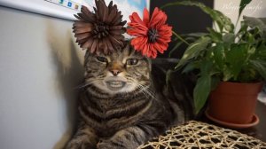 ГОВОРЯЩИЙ КОТ поздравляет с 8 Марта; TALKING CAT is wishing a happy Women's Day