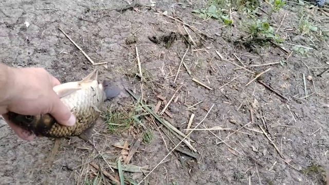 РЫБАЛКА С НОЧЕВКОЙ !!!САМЫЙ ЛУЧШИЙ ОТДЫХ С ЛЮБИМОЙ ЖЕНОЙ! НАЛОВИЛИ МНОГО РЫБЫ! смотреть онлайн