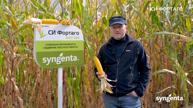 Гібрид кукурудзи 🌽 СИ Фортаго, ФАО 260 смотреть онлайн