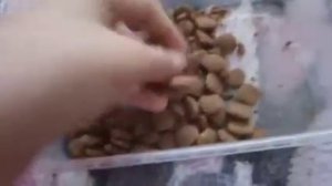 Что нужно для первых дней щенка в вашей квартире