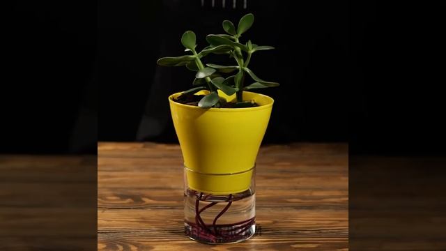 Как вырастить свой эксклюзивный сад с помощью этих нововведений смотреть онлайн