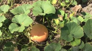 Самый ленивый способ выращивания тыквы.