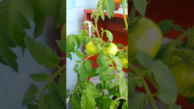 Как выращивать помидоры на балконе дома / помидоры на балконе / выращивание томатов / #помидоры смотреть онлайн