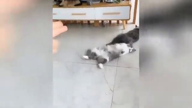 Актеры без "Оскара": подыгравшие хозяину кошки и пес покорили Сеть смотреть онлайн