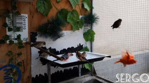 Вольерное содержание певчих птиц и канареек. Последние купания в вольере.