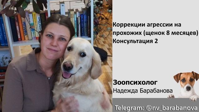 Агрессия на прохожих (щенок 8 мес) - вторая консультация зоопсихолога