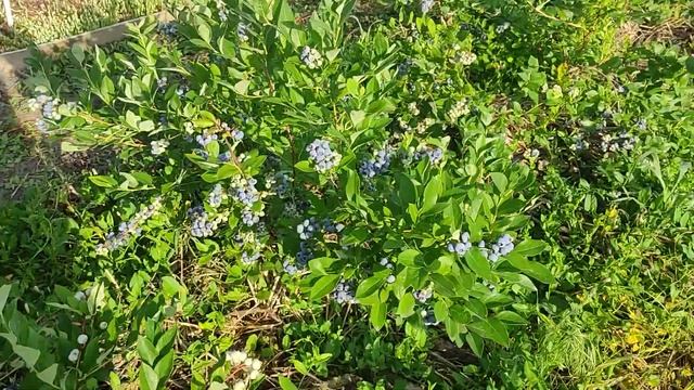 Беда! Ждёшь ягоду как арбуз, получаешь горох. смотреть онлайн
