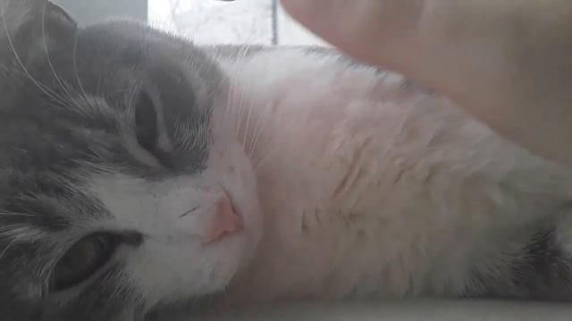 Кошка Алиса лежит на подоконнике смотреть онлайн
