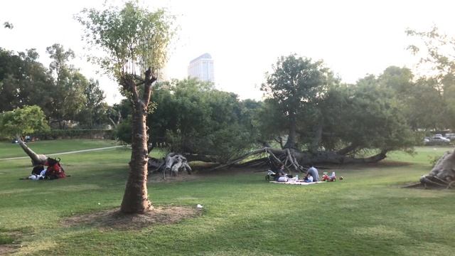 Creek park Dubai |Unseen video of creek park. #Creekpark #mydubai #Dubaipark #bestdubaipark #Dubai смотреть онлайн