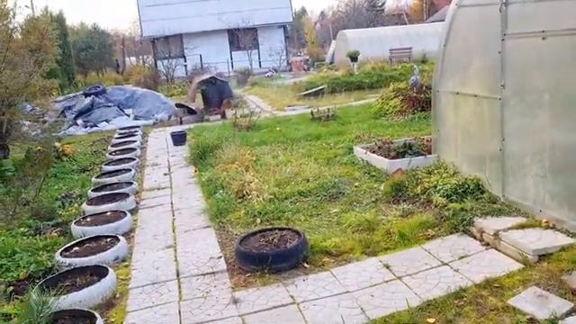 10 октября на даче | СТРИЖКА ДРЕВОВИДНОЙ ГОРТЕНЗИИ | ОБРЕЗКА КРЫЖОВНИКА