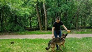 Немецкая овчарка тренируем задние лапы Дрессировка немецкой овчарки Как дрессировать овчарку