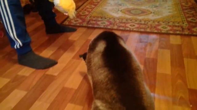 Хаски 2 месяца : Подача!!!!!!!!! смотреть онлайн