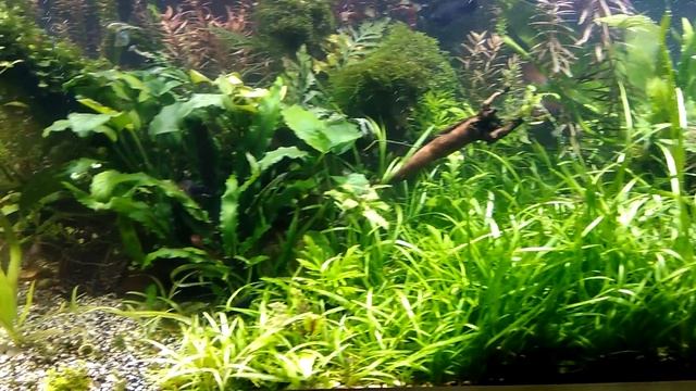 Аквариум 300 литров (мг лампы 8000к) смотреть онлайн