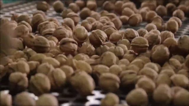 ProChile - Walnuts From Chile