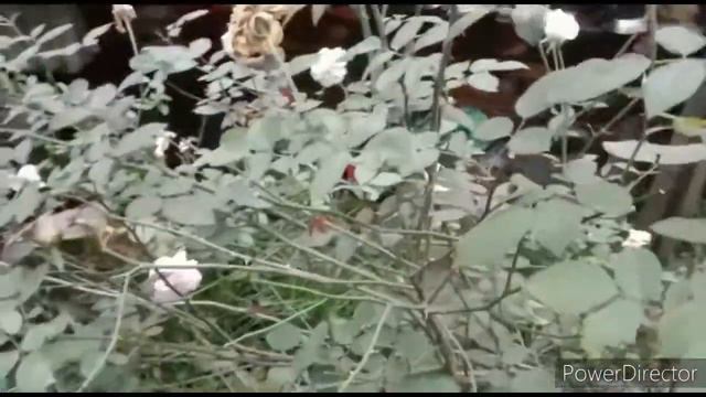 Great Blooming On Rose Plant🌹🌹 смотреть онлайн