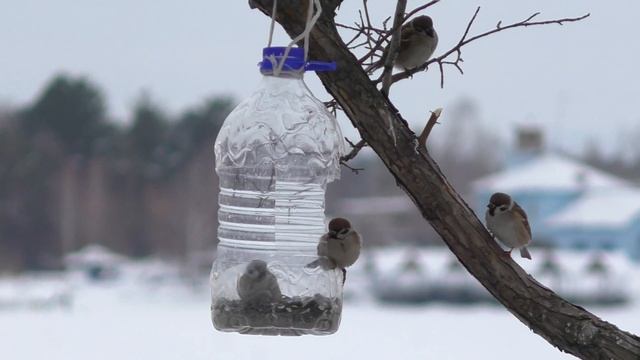 Дубонос, снегири, воробьи. смотреть онлайн